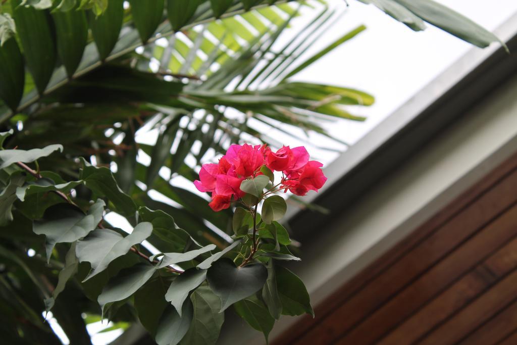 Hostal Cocos Inn Panamaváros Kültér fotó